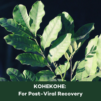 Phytomed Blog kohekoke - for post-viral recovery